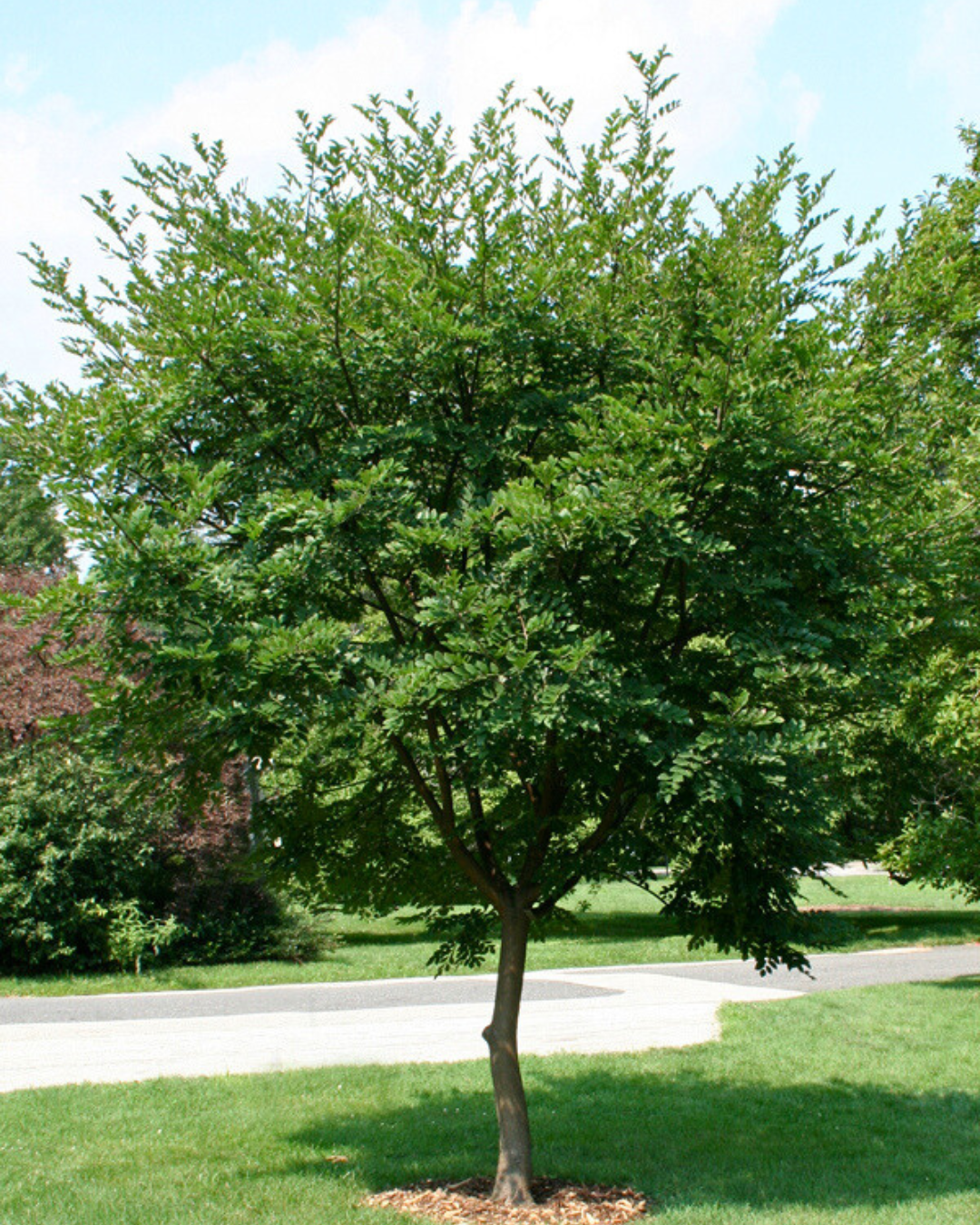 Amur Maackia with a canopy of dark green leaves.